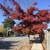 cherrycherryaus